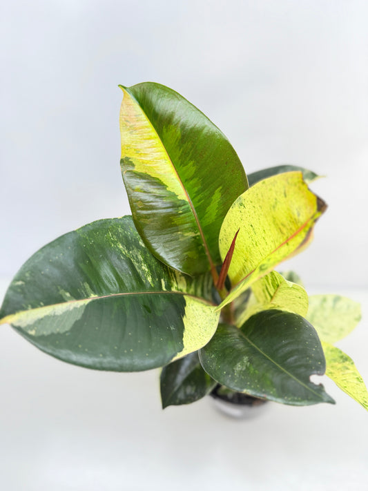 Ficus Shivereana C41
