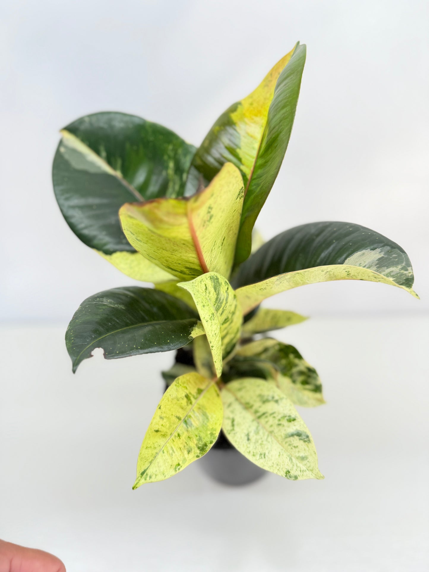 Ficus Shivereana C41
