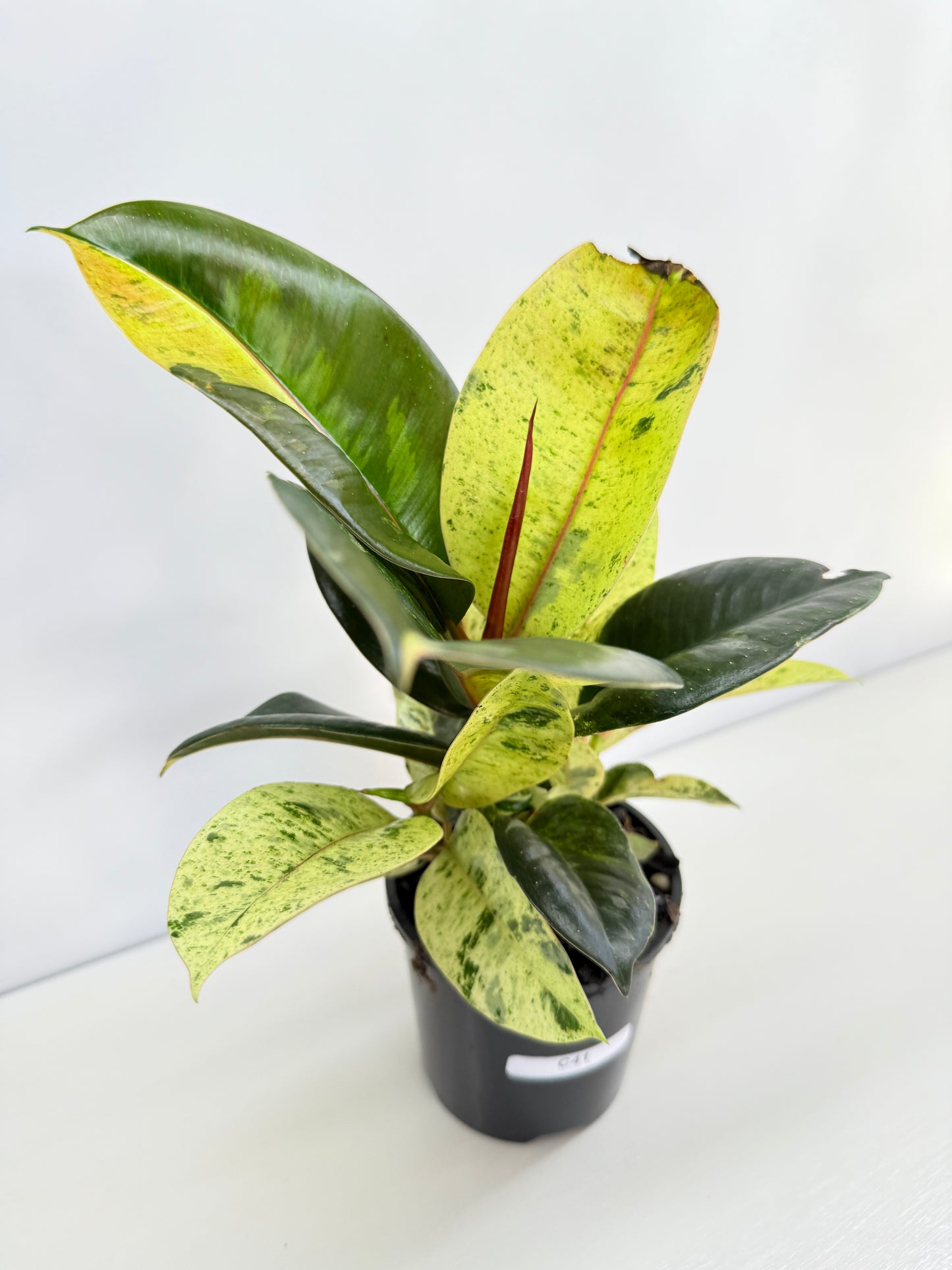 Ficus Shivereana C41