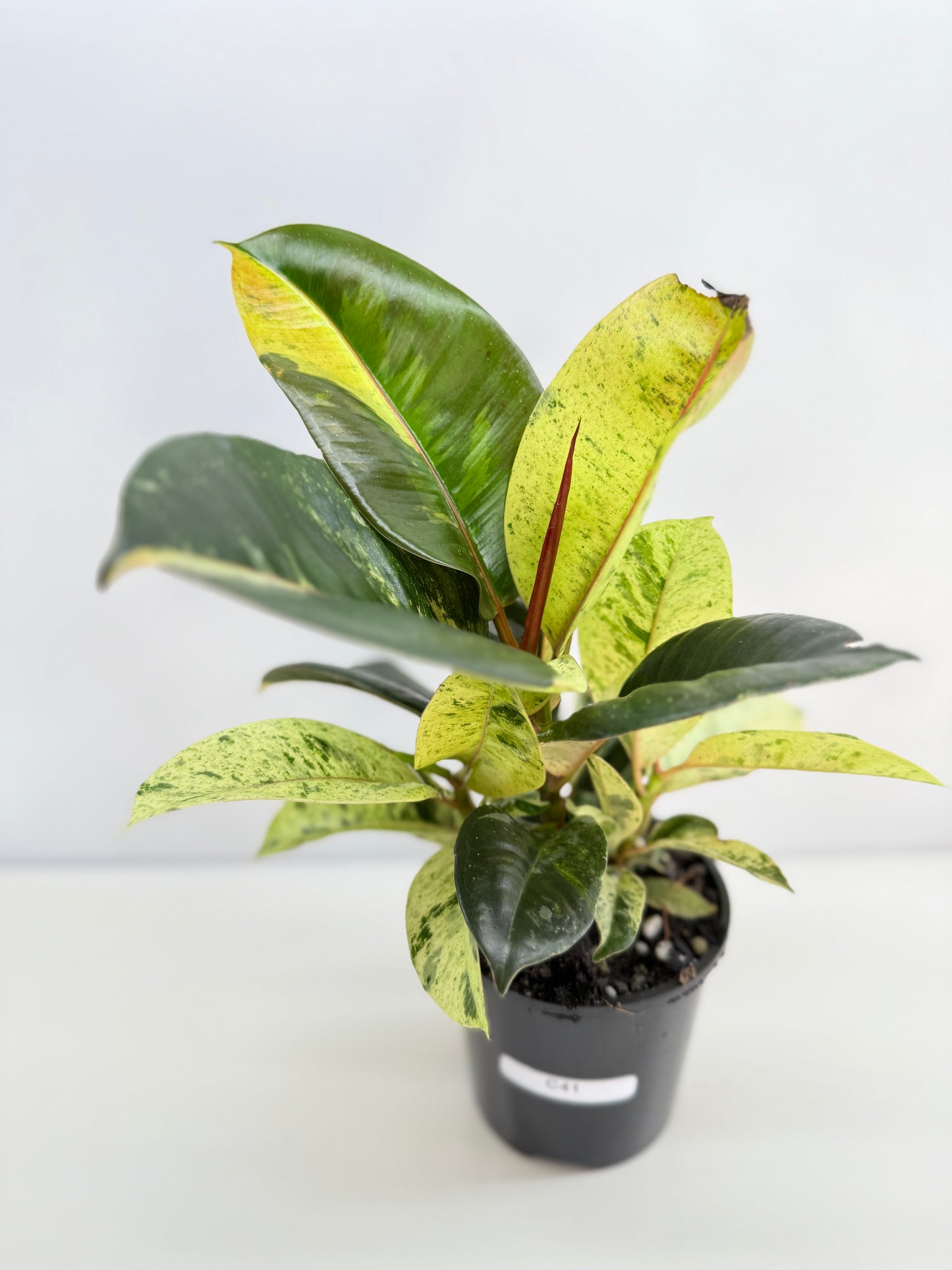 Ficus Shivereana C41