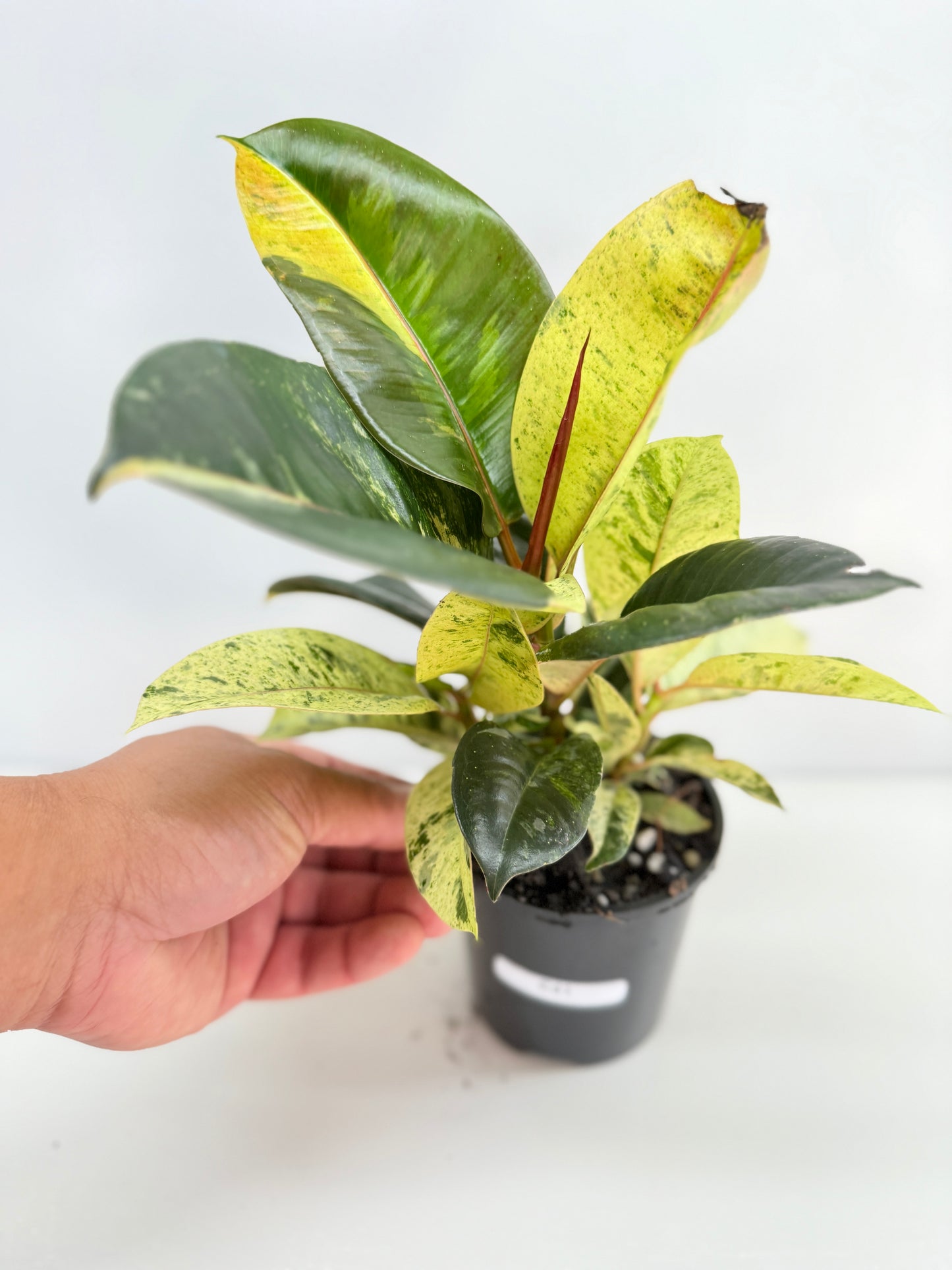 Ficus Shivereana C41