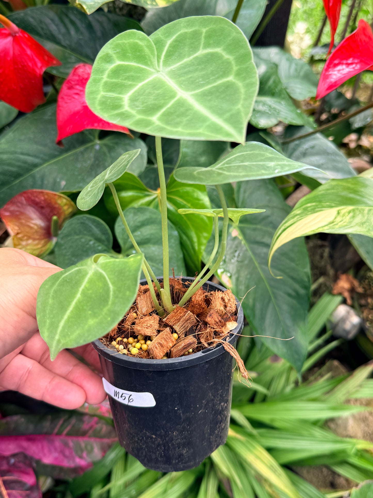 Anthurium Clarinervium M56