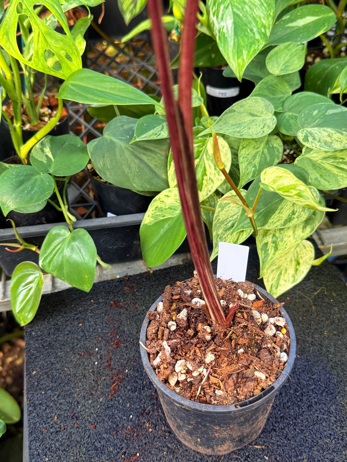 Colocasia Lemon Lime Gecko W16