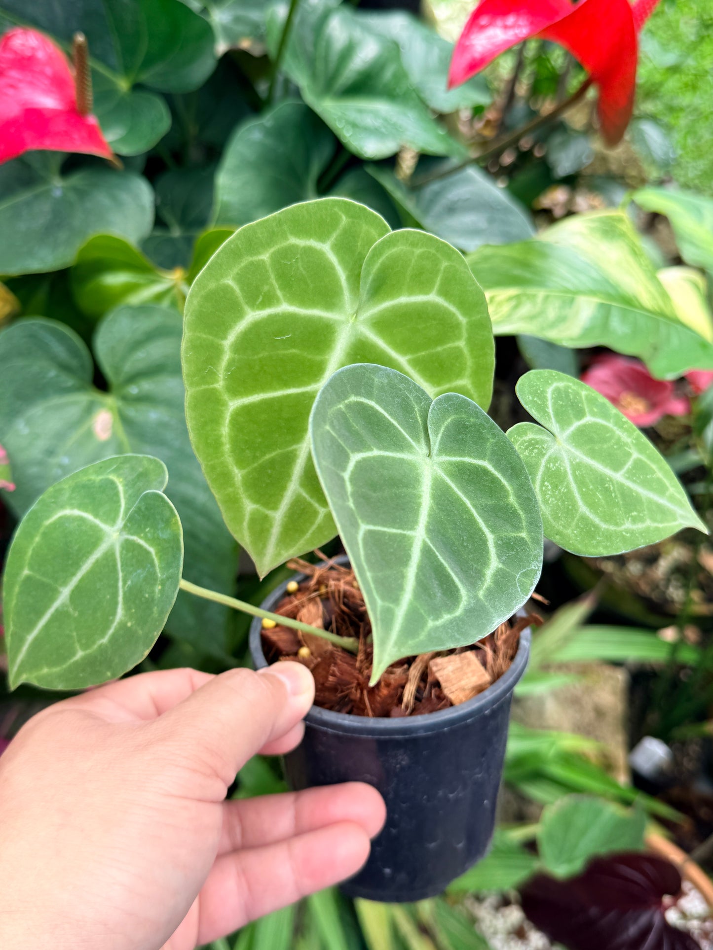 Anthurium Clarinervium M58