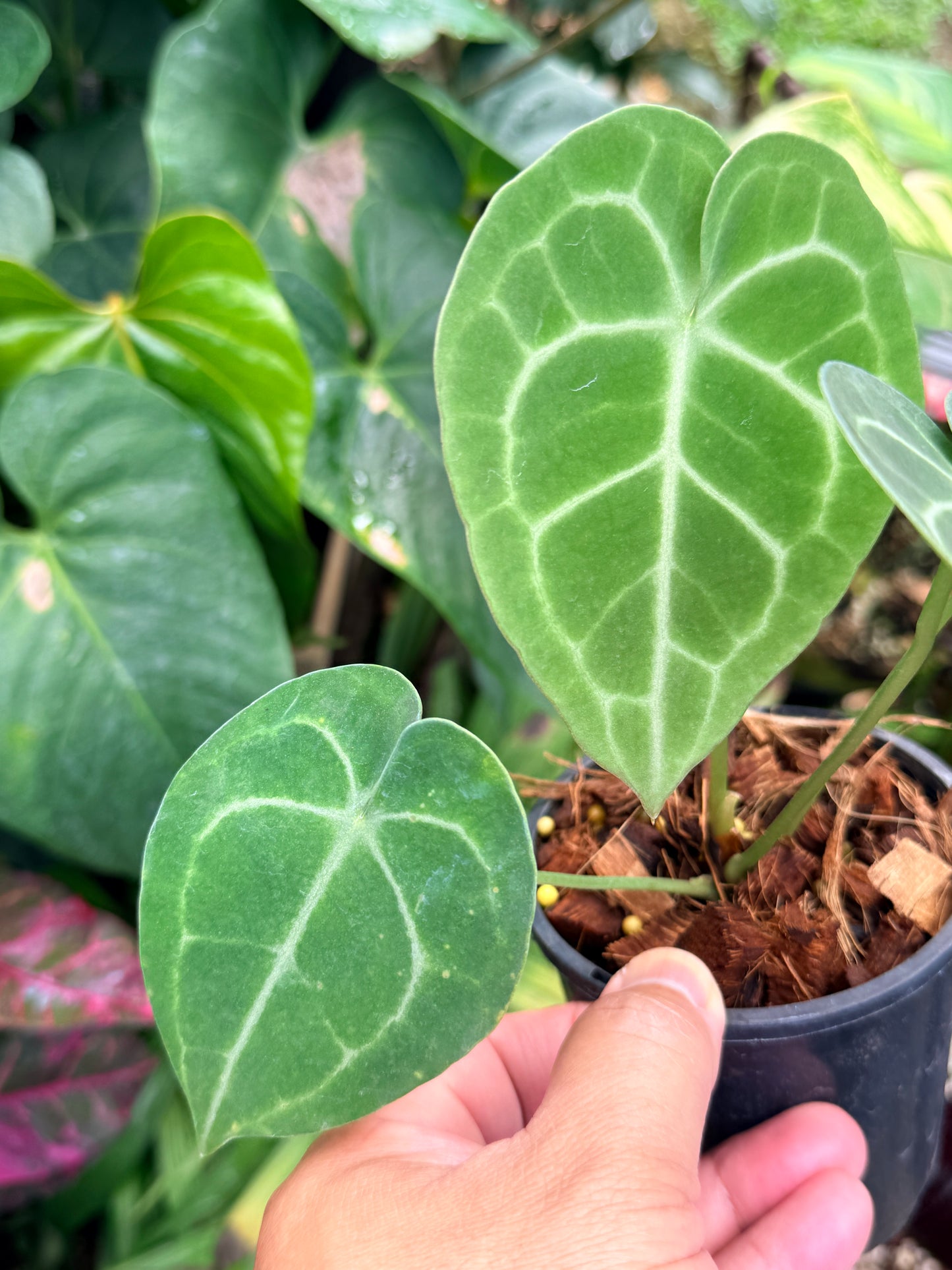 Anthurium Clarinervium M58