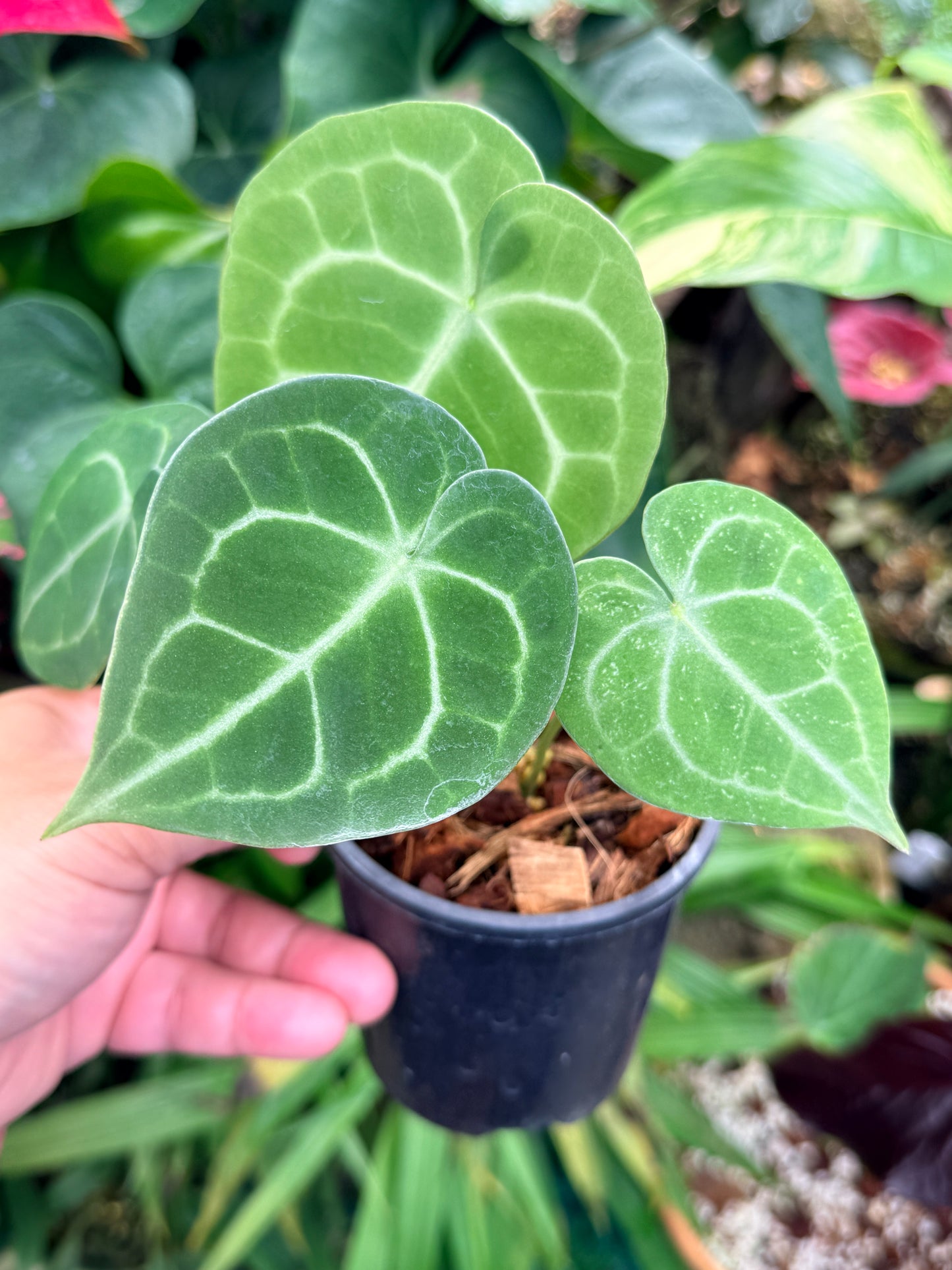 Anthurium Clarinervium M58