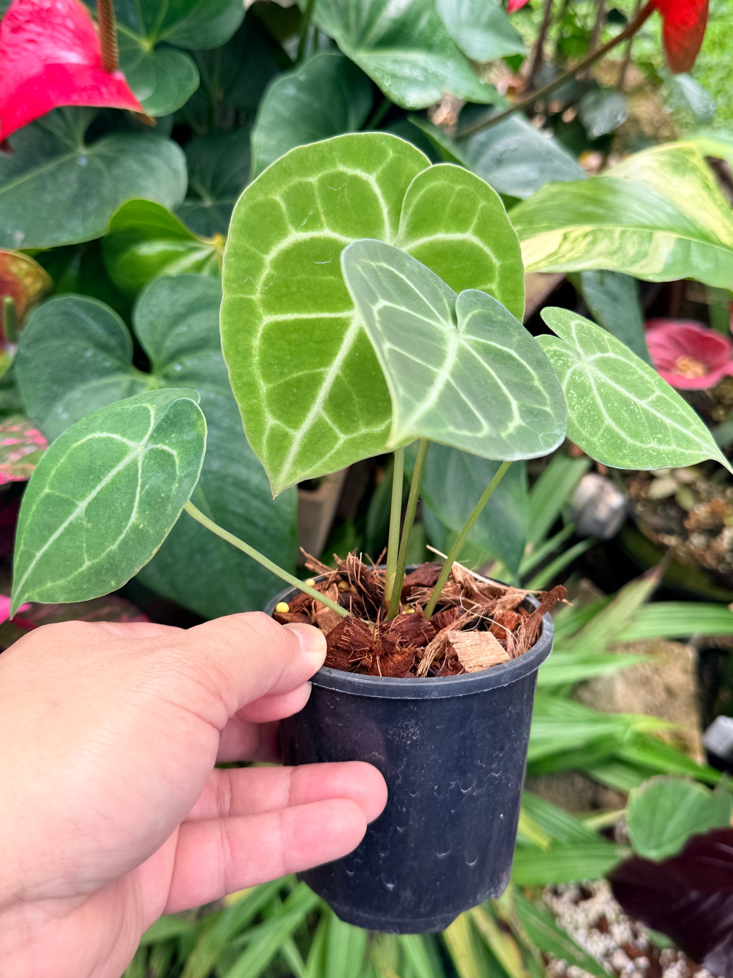 Anthurium Clarinervium M58