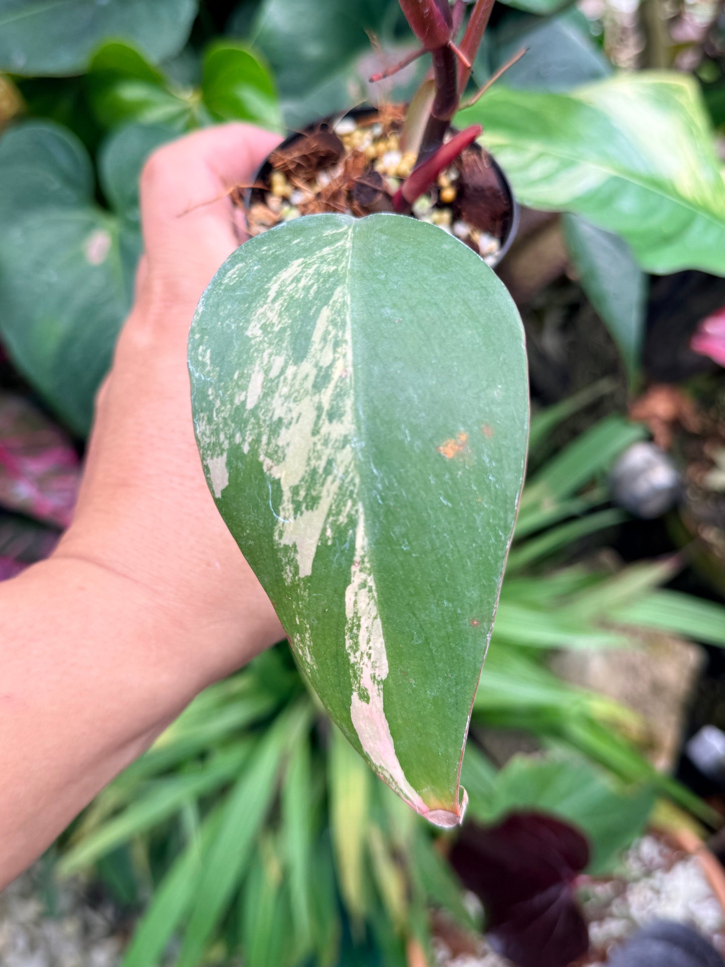Philodendron 'Strawberry Shake' M61