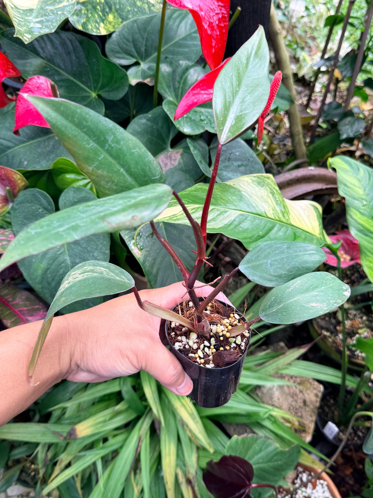 Philodendron 'Strawberry Shake' M61
