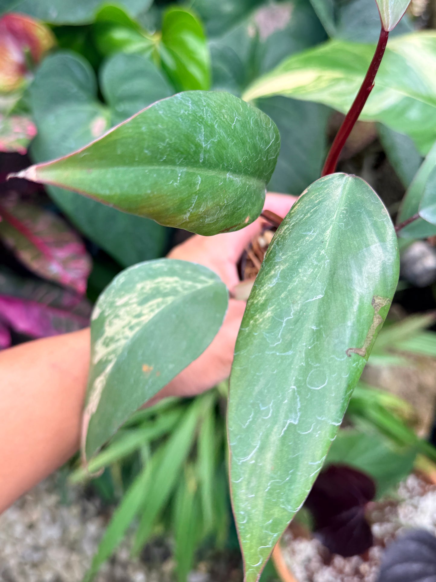 Philodendron 'Strawberry Shake' M61