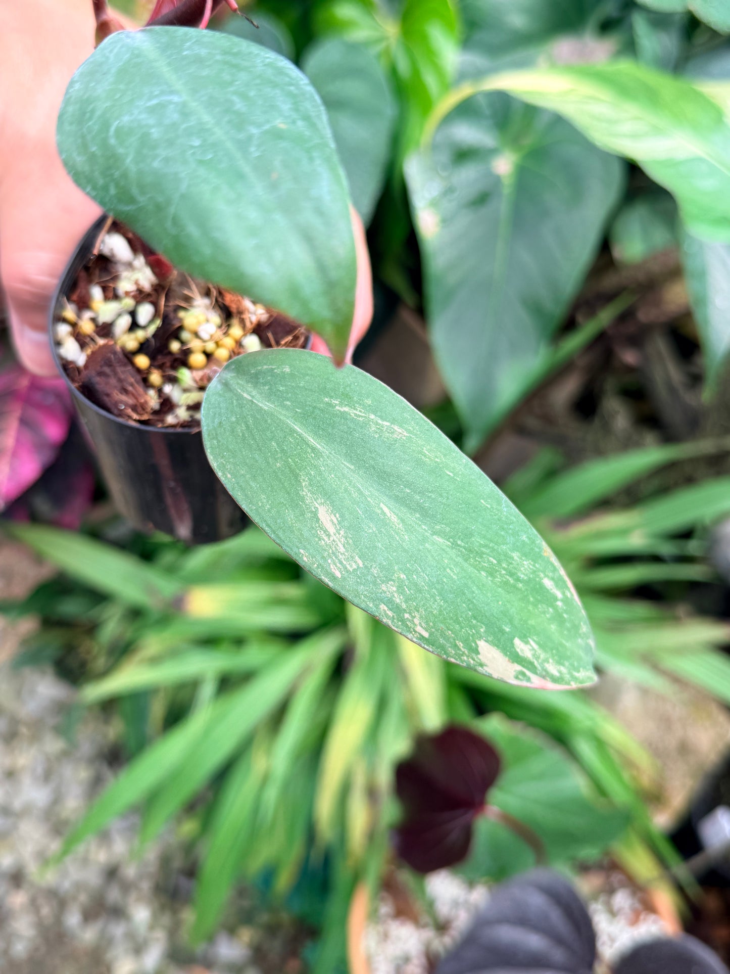 Philodendron 'Strawberry Shake' M61