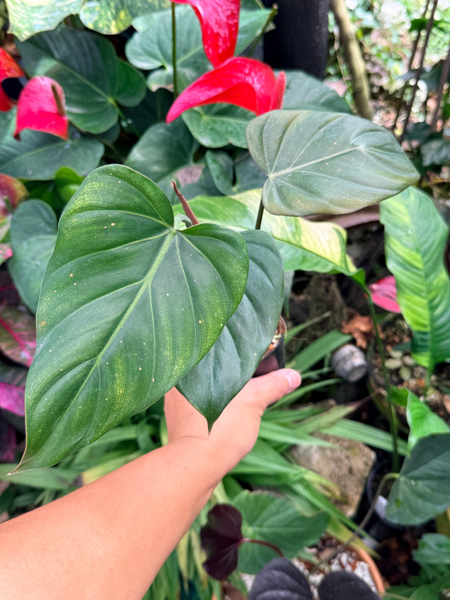 Philodendron 'Summer Glory' M59