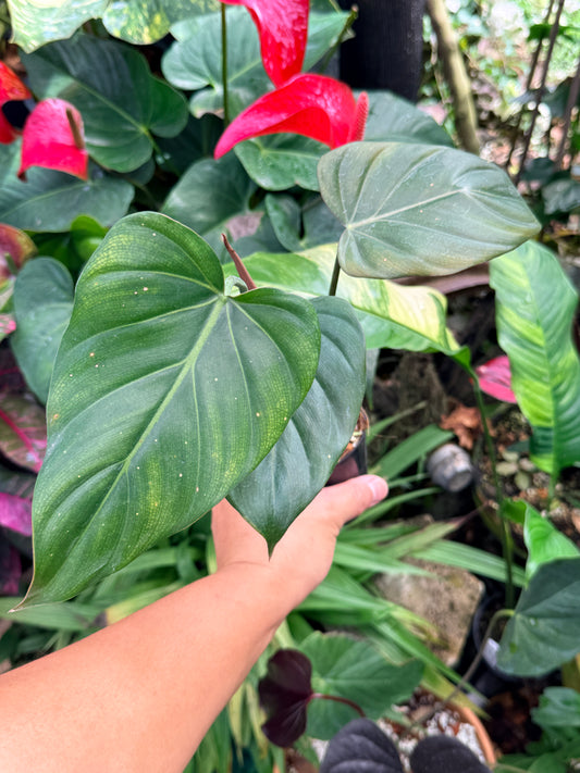 Philodendron 'Summer Glory' M59