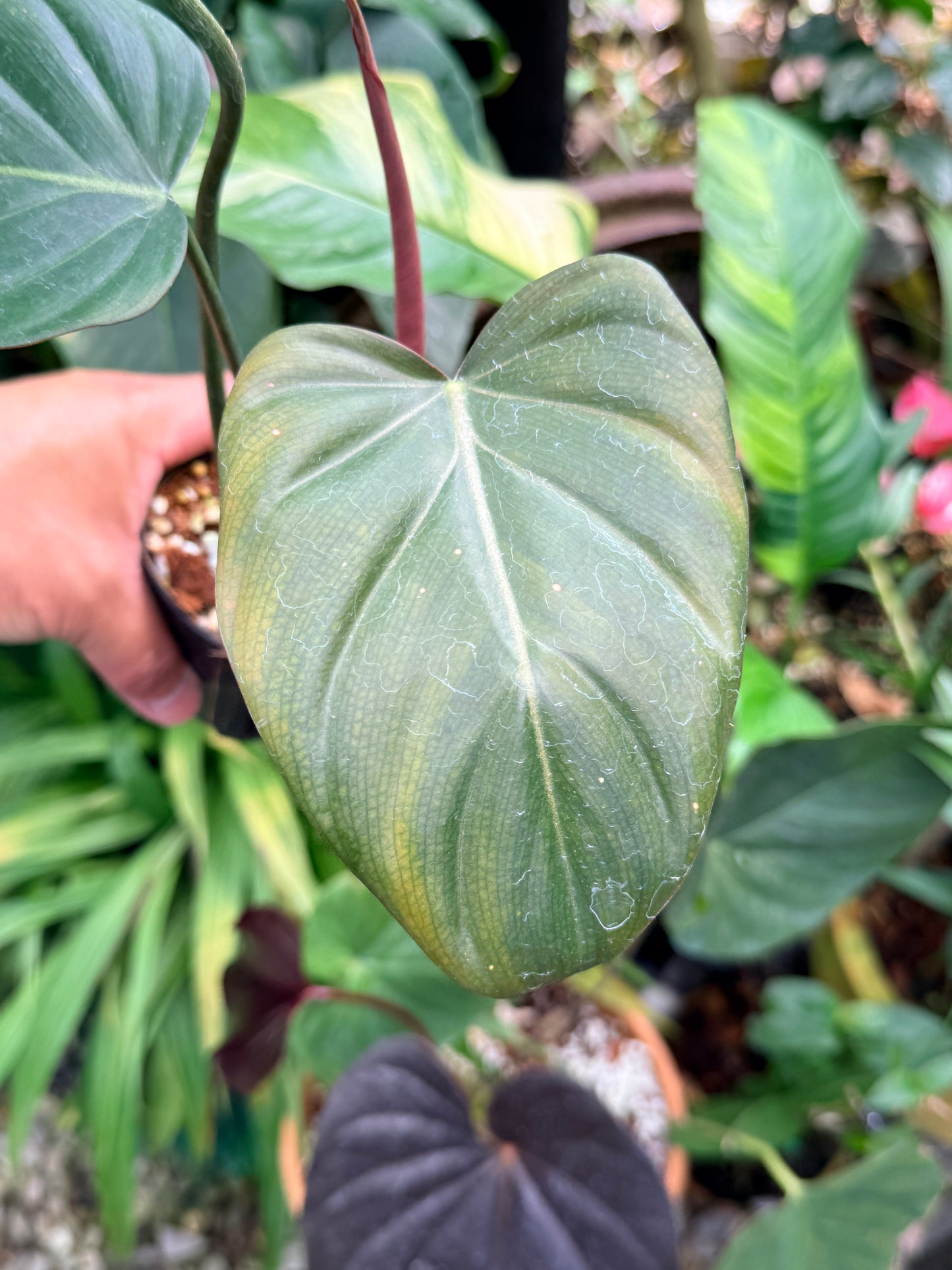 Philodendron 'Summer Glory' M59