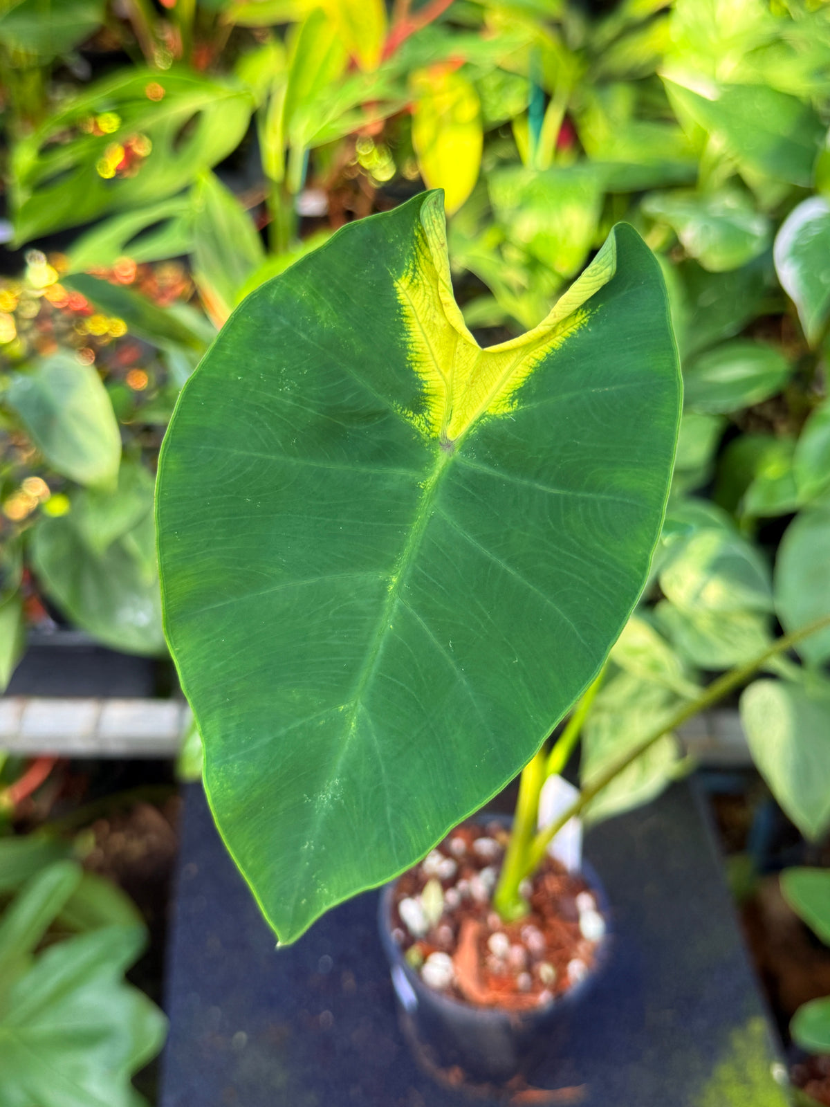 Colocasia 'Queen of Phoenix' W5