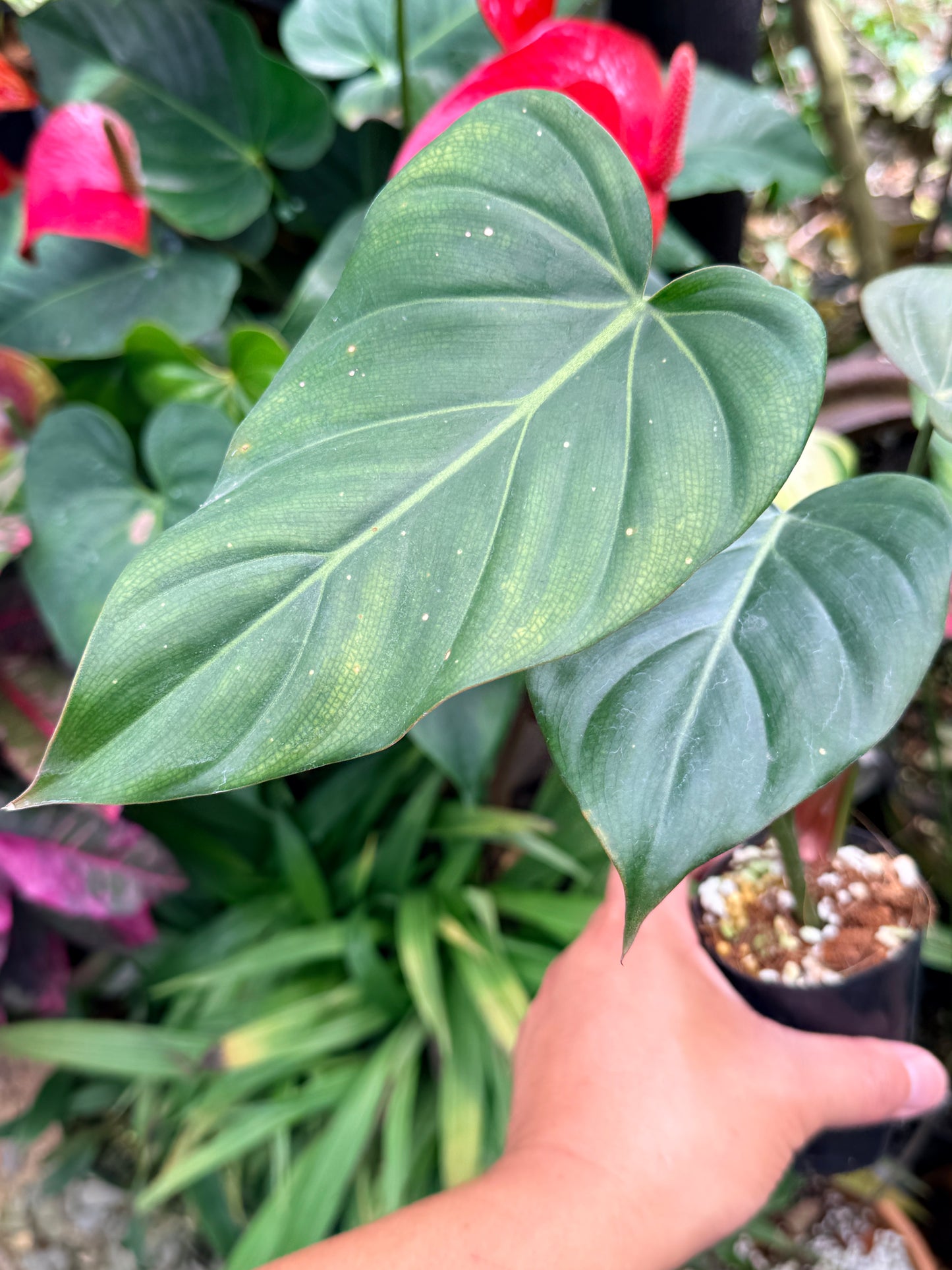 Philodendron 'Summer Glory' M59