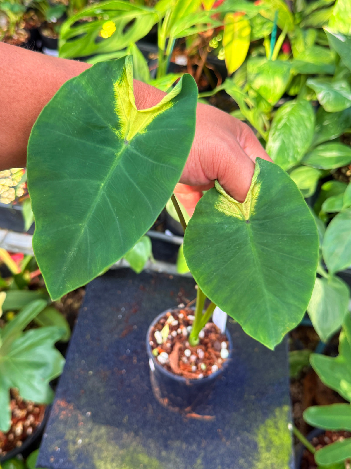 Colocasia 'Queen of Phoenix' W5