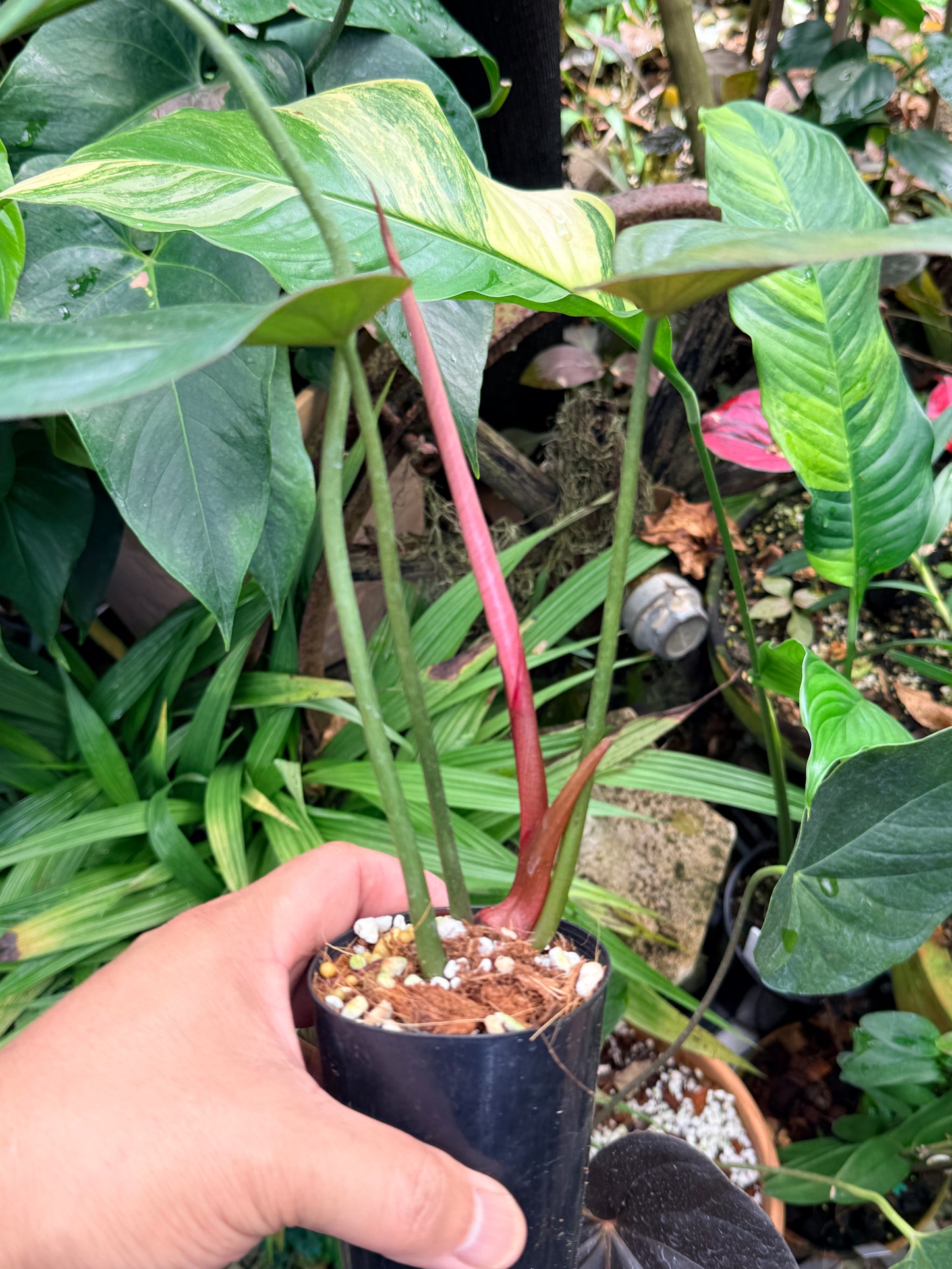 Philodendron 'Summer Glory' M59
