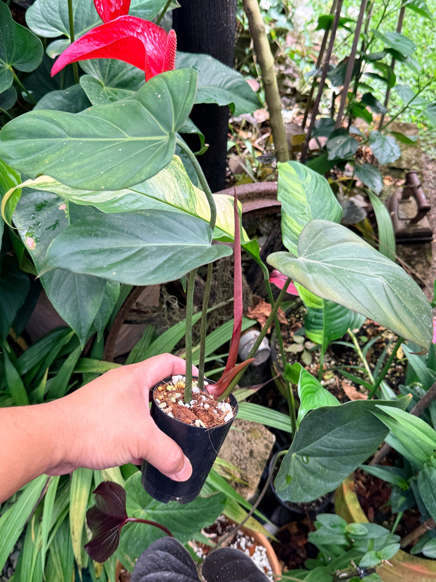 Philodendron 'Summer Glory' M59