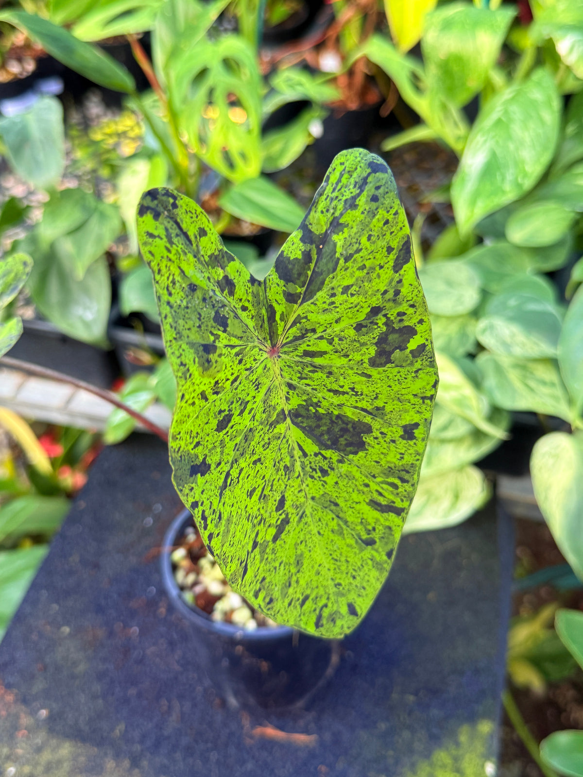 Colocasia 'Mojito' I51