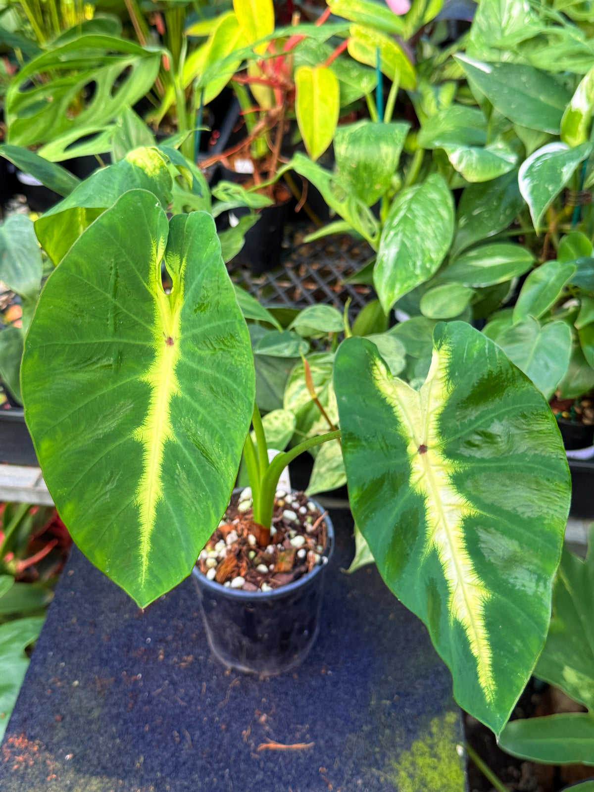 Colocasia 'Maui Sunrise'