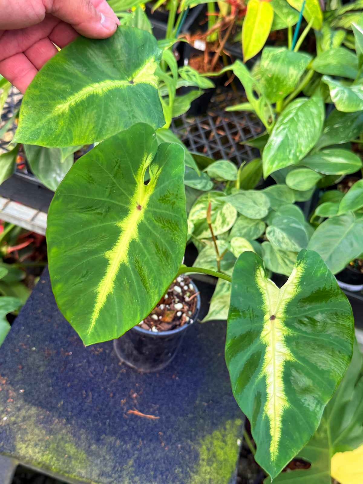 Colocasia 'Maui Sunrise'