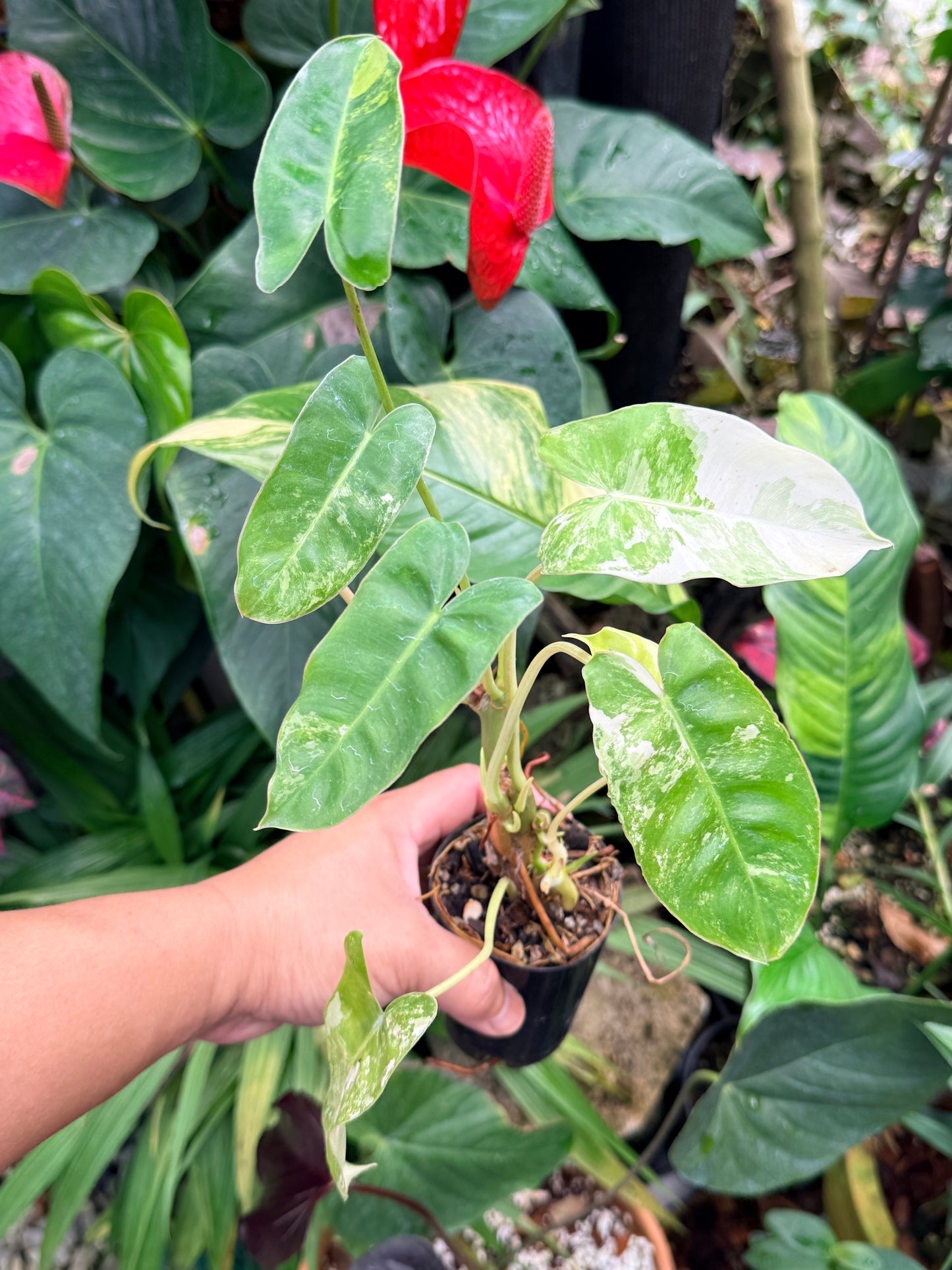 Philodendron 'Burle Marx Variegata' M60