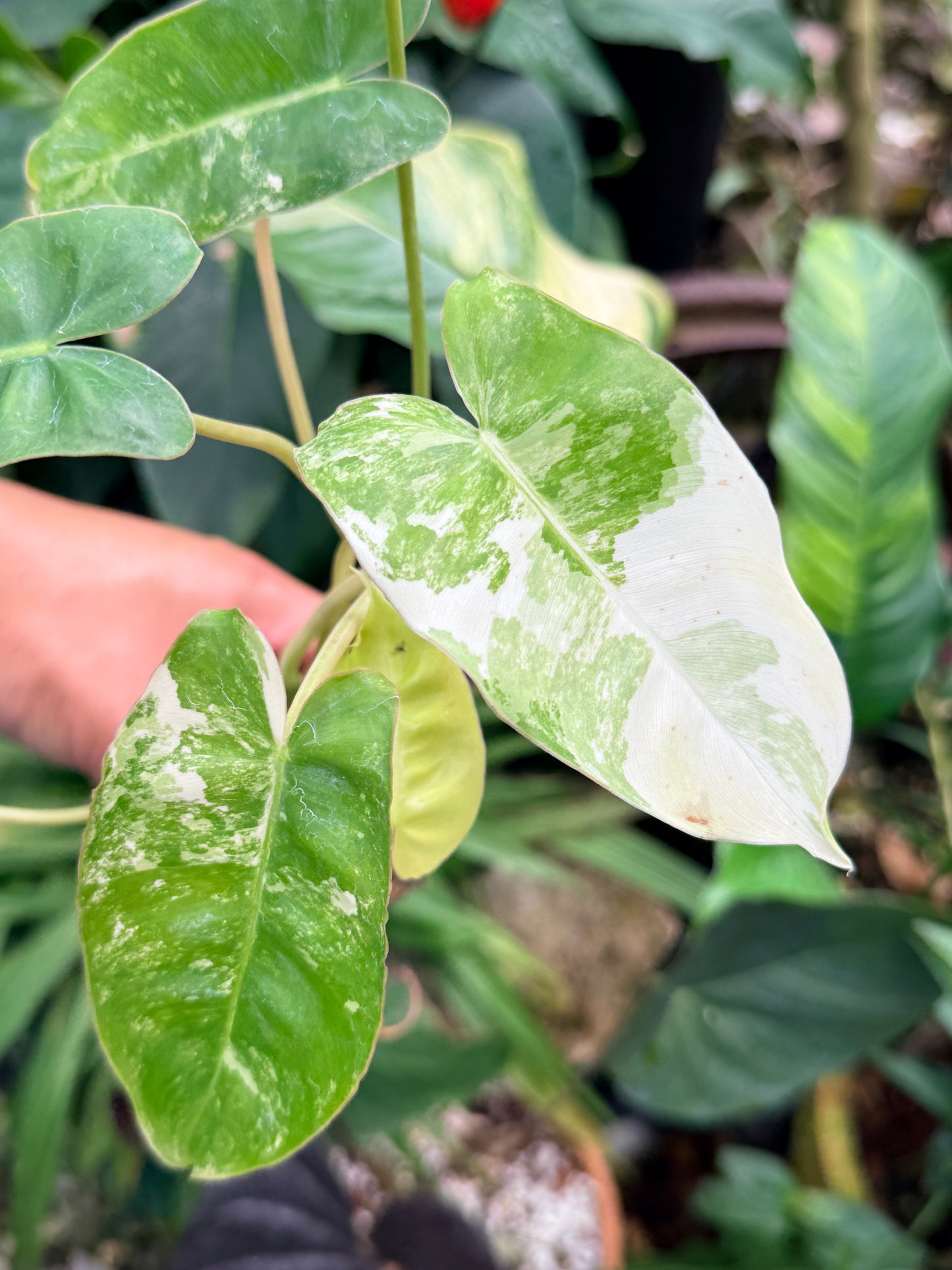 Philodendron 'Burle Marx Variegata' M60