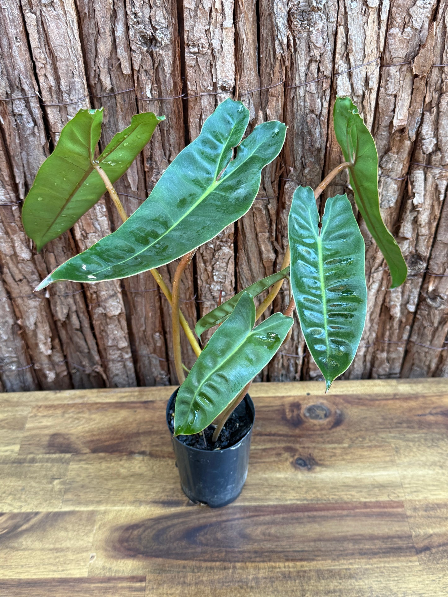 Philodendron Billietiae