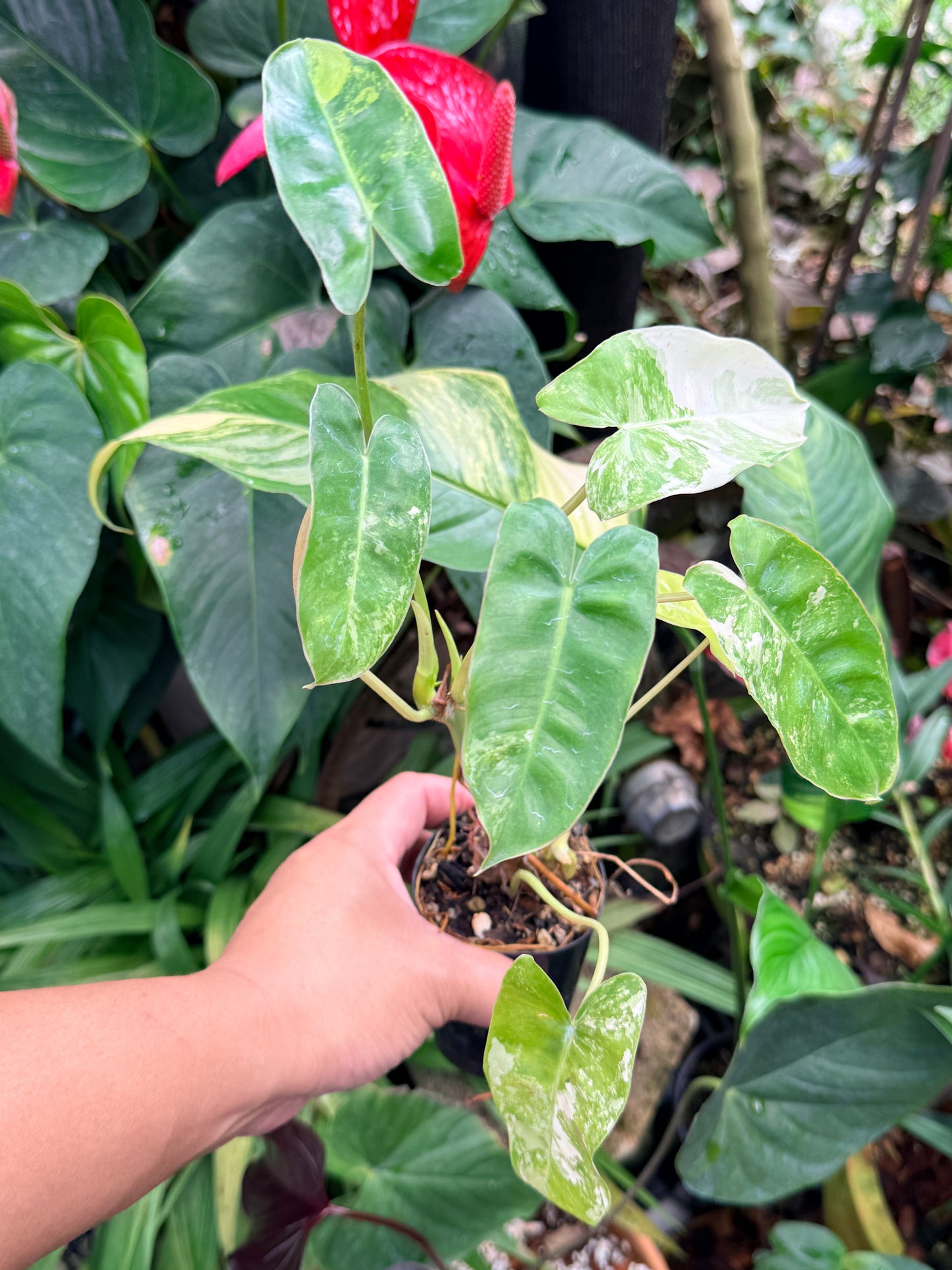 Philodendron 'Burle Marx Variegata' M60