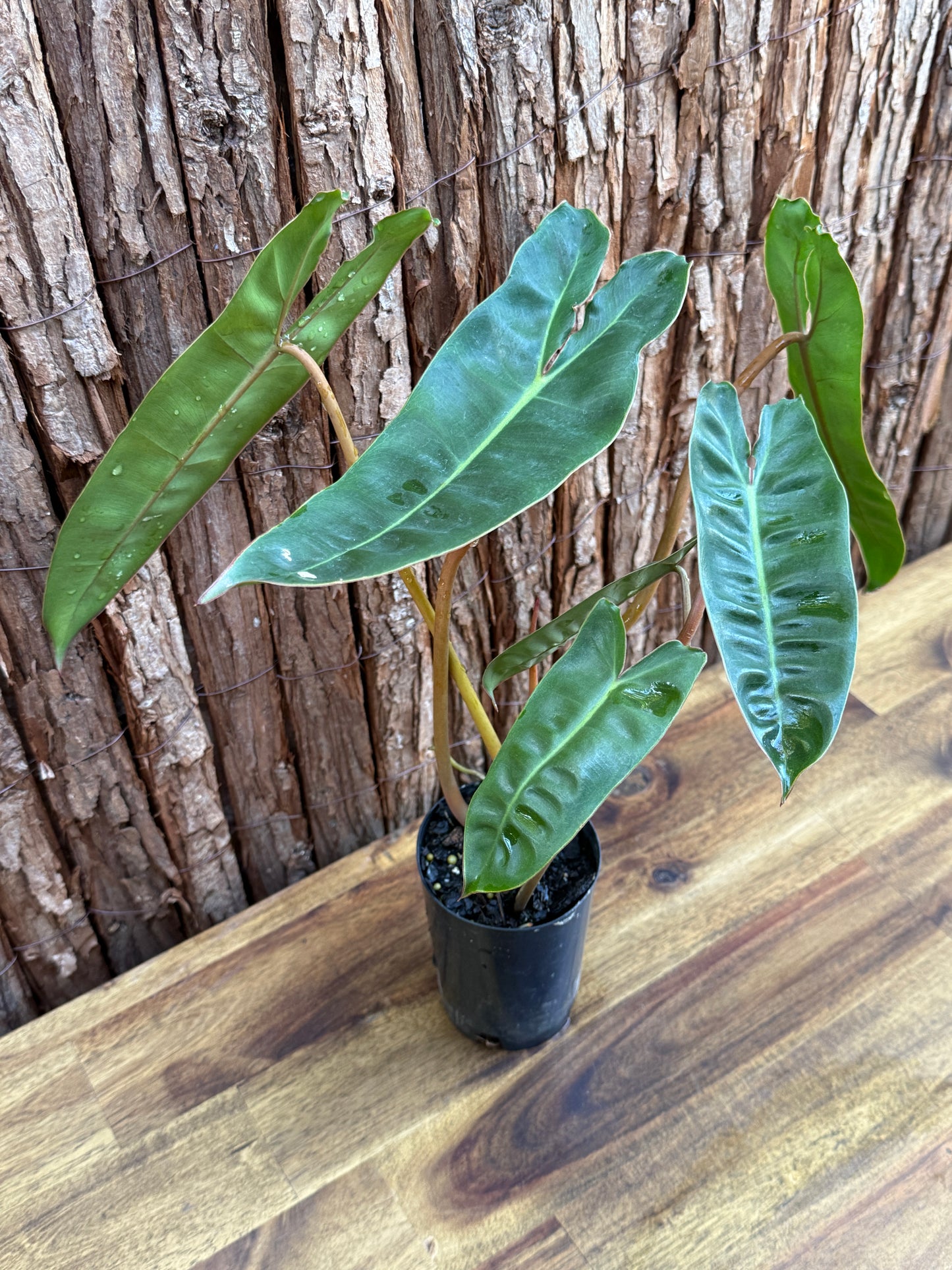 Philodendron Billietiae