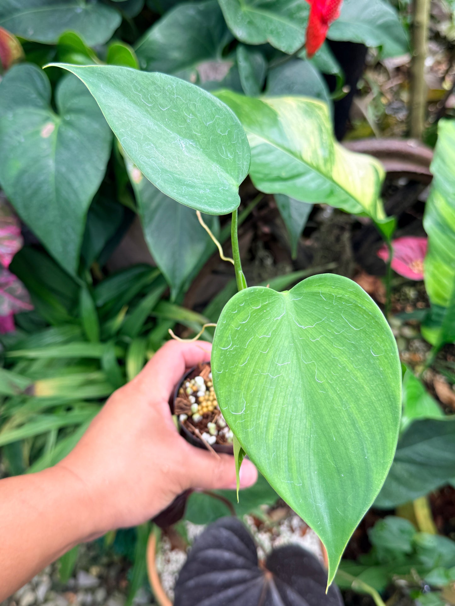Philodendron 'Microstictum' M64