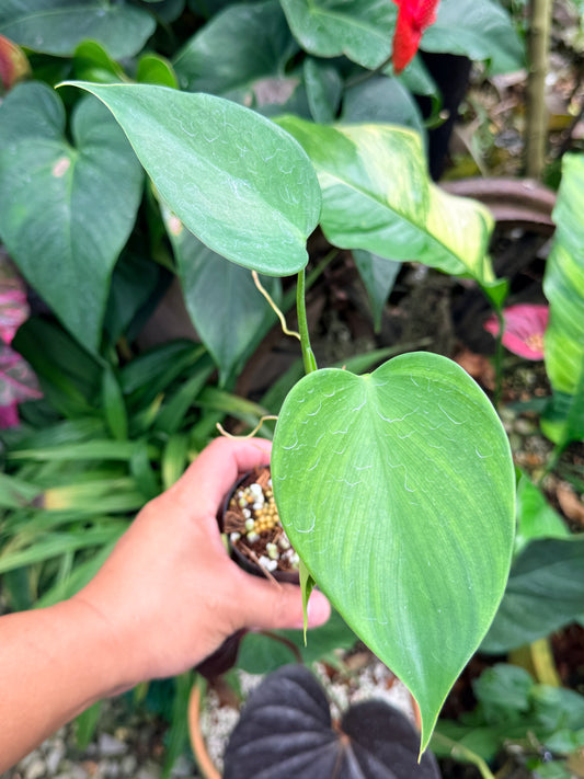 Philodendron 'Microstictum' M64