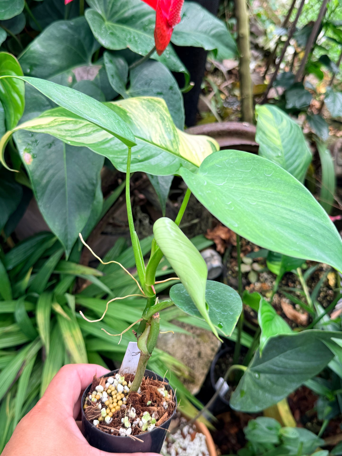 Philodendron 'Microstictum' M64