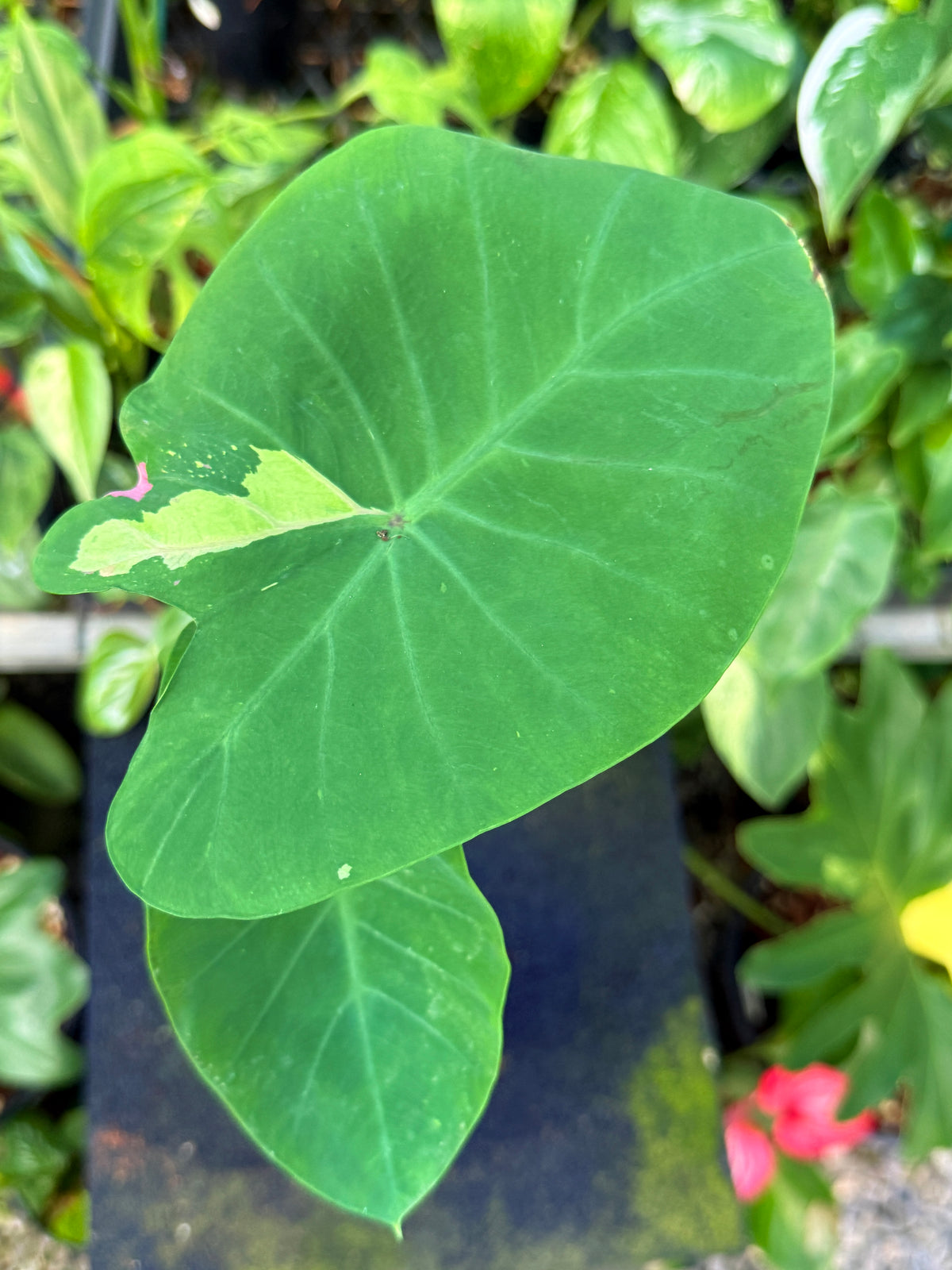 Colocasia 'Siam Ruby' W21