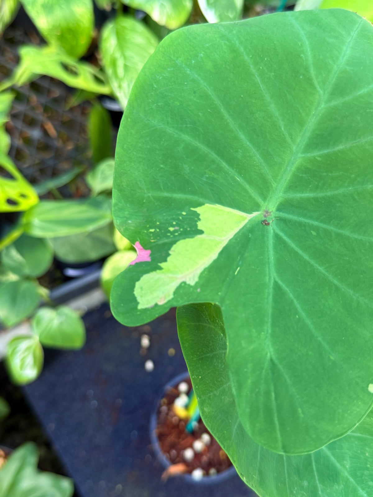 Colocasia 'Siam Ruby' W21