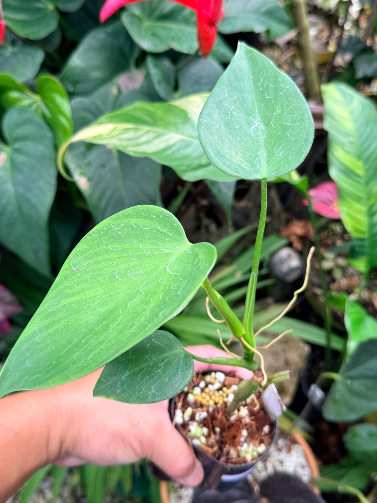 Philodendron 'Microstictum' M64