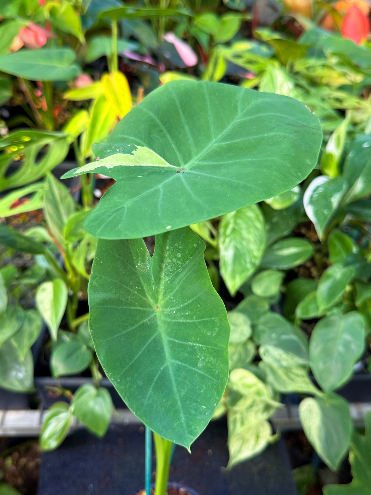 Colocasia 'Siam Ruby' W21