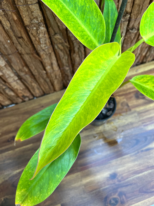 Philodendron Lemon Twist NONTC B156