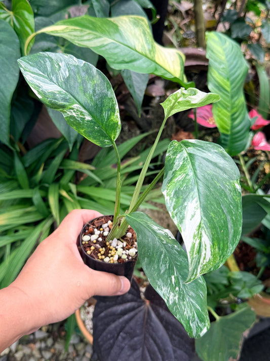 Monstera lechleriana Variegated M62