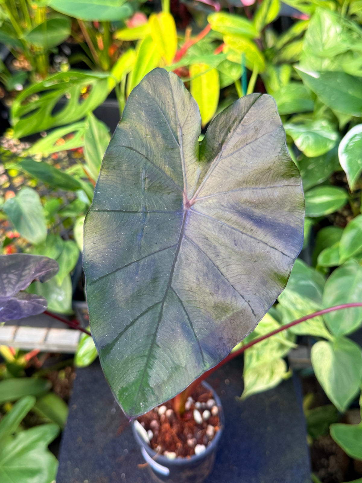 Colocasia 'Cherry Ripe' W9