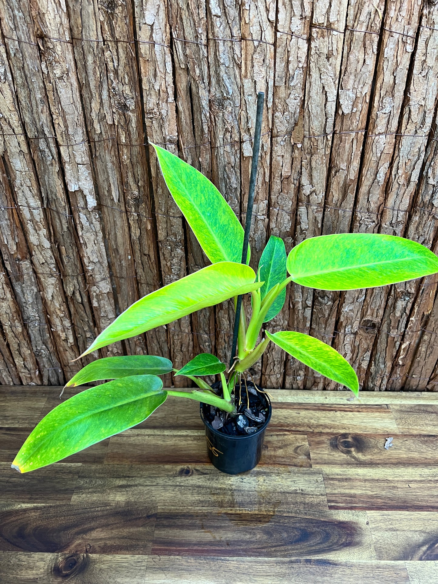 Philodendron Lemon Twist NONTC B156