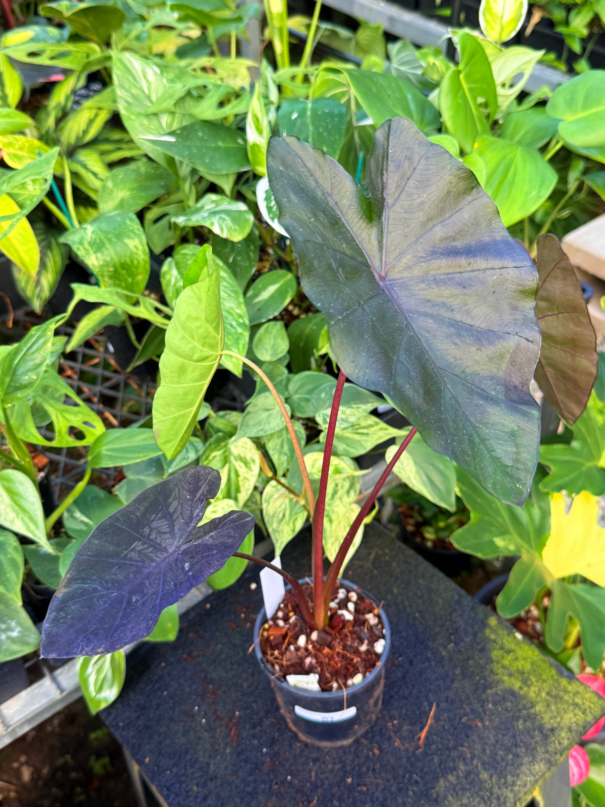 Colocasia 'Cherry Ripe' W9