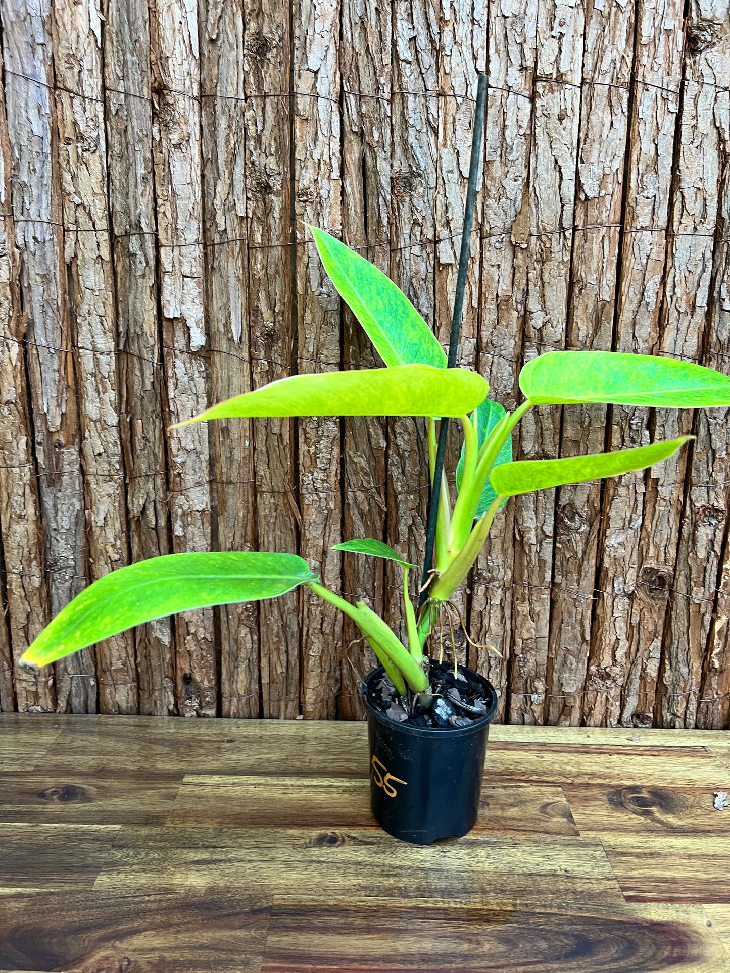 Philodendron Lemon Twist NONTC B156