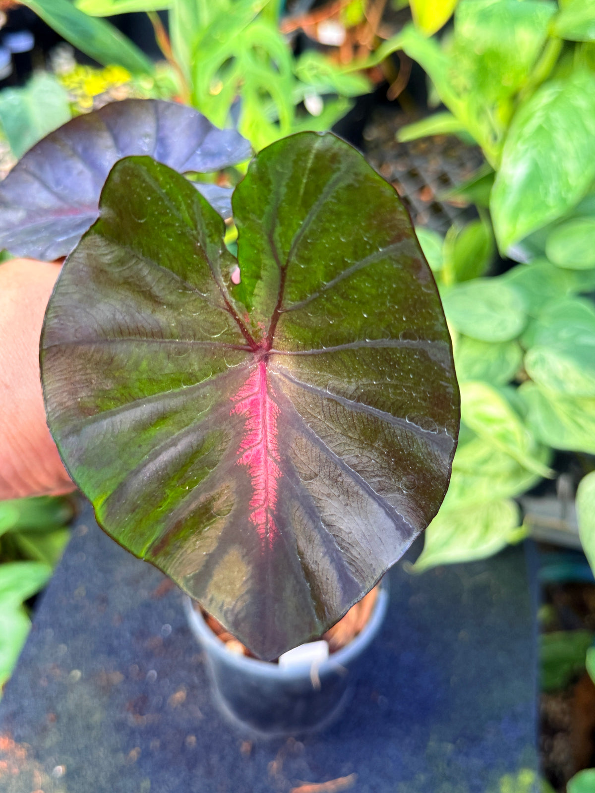 Colocasia 'Cherry Ripe' W11