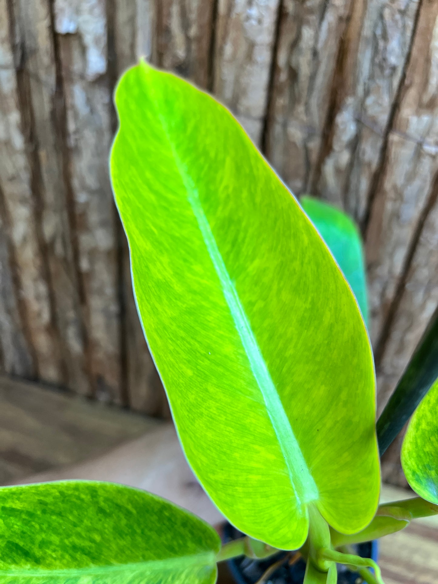 Philodendron Lemon Twist NONTC B156