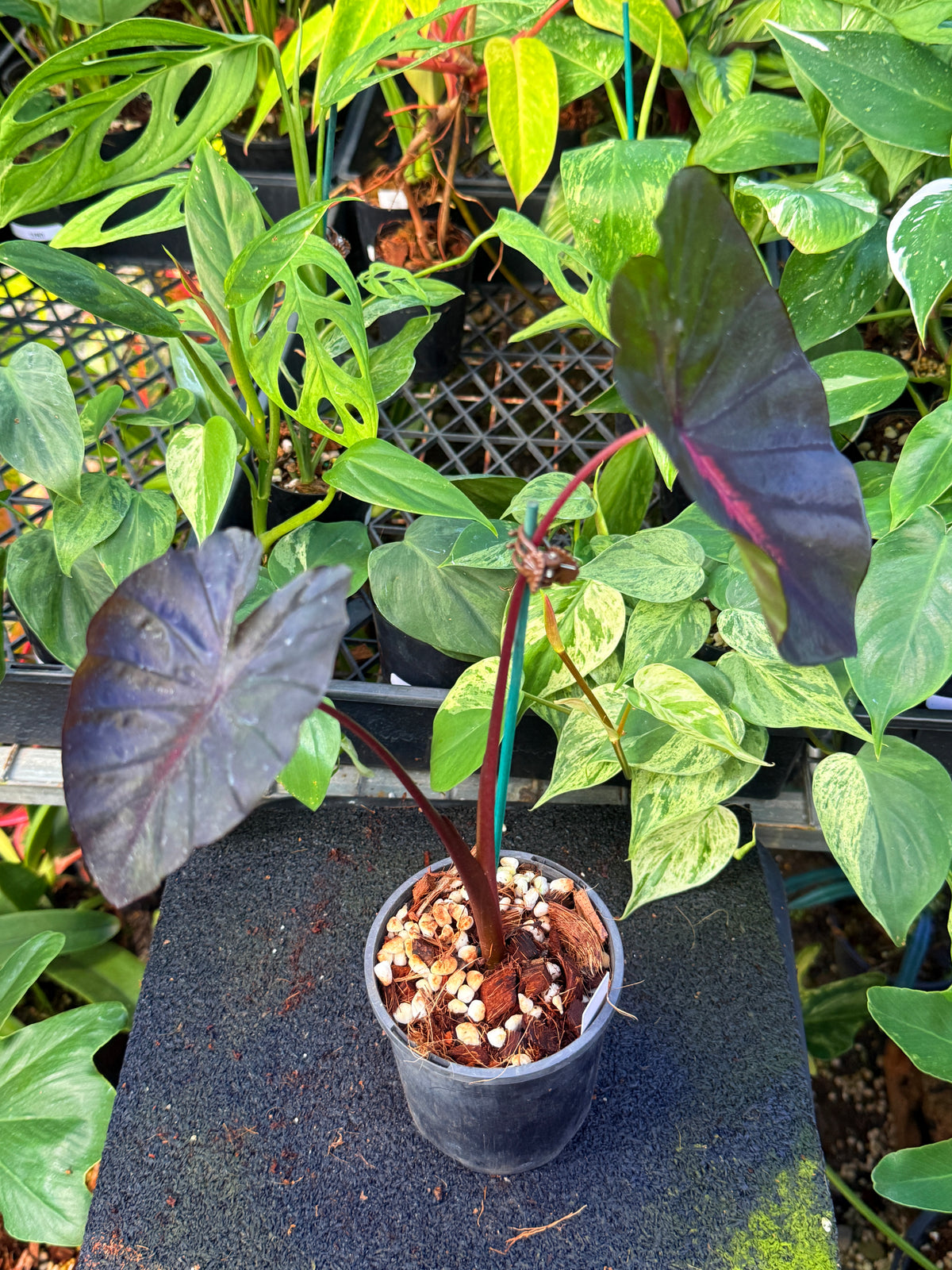 Colocasia 'Cherry Ripe' W11