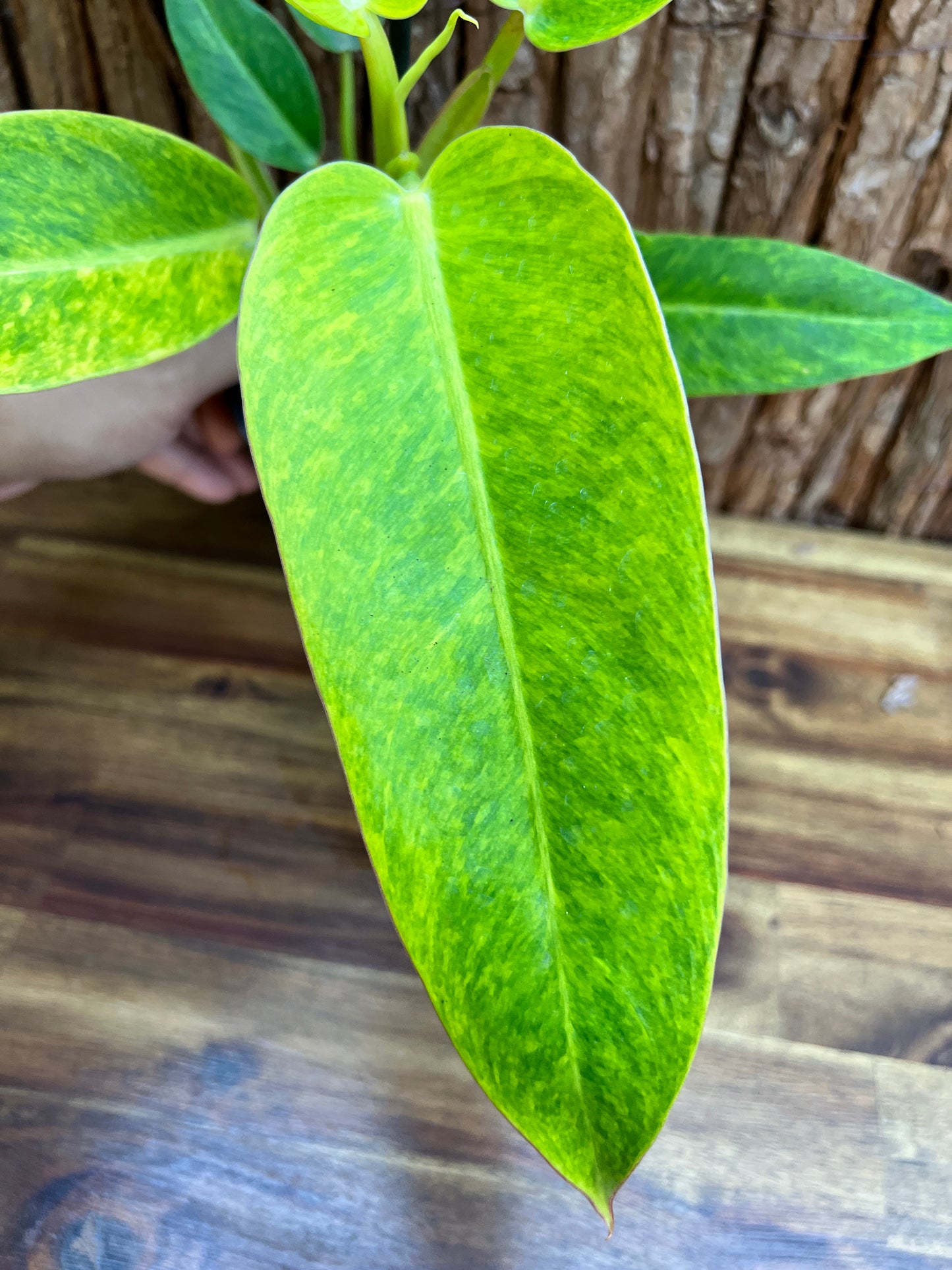 Philodendron Lemon Twist NONTC B156