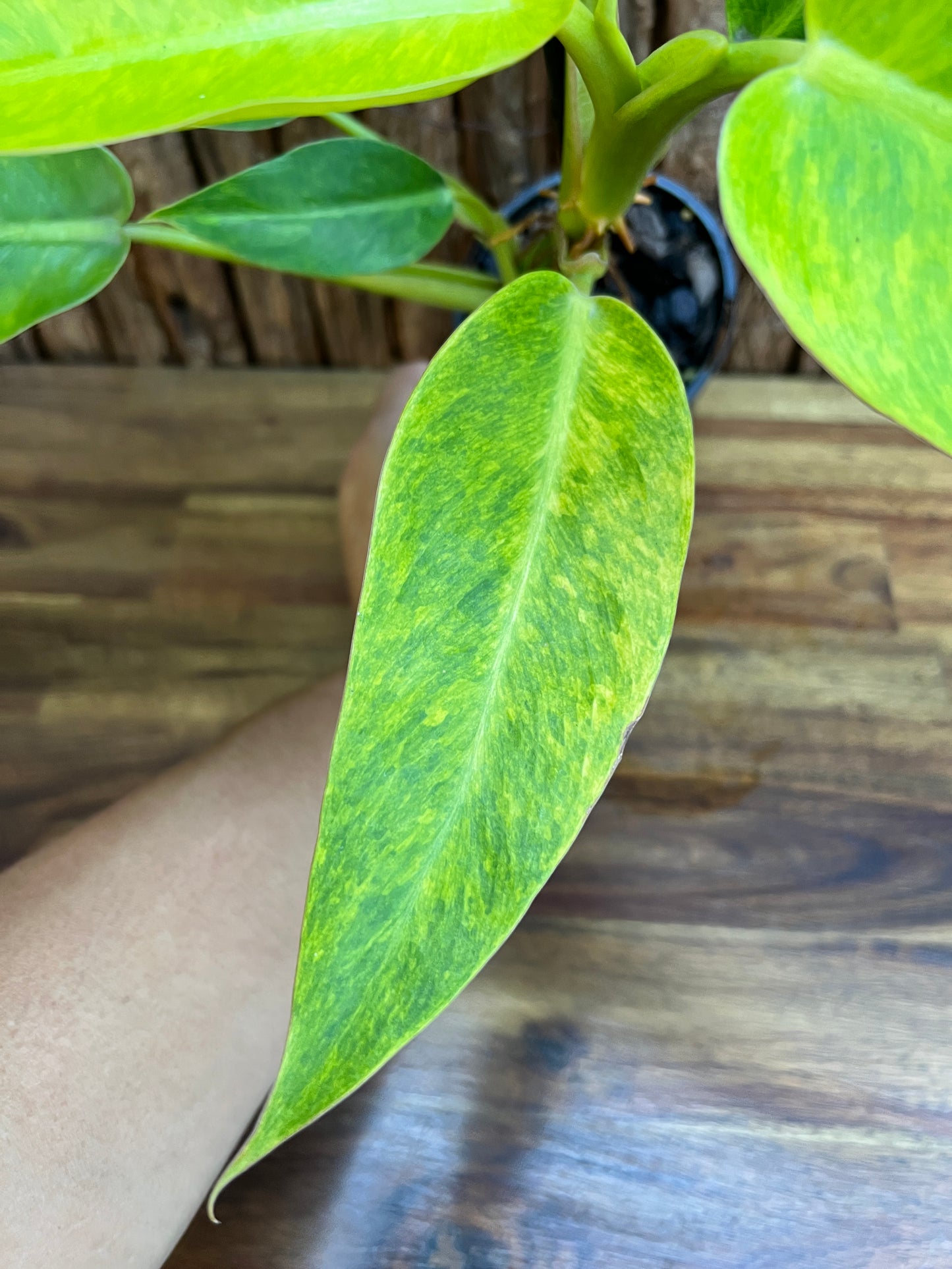 Philodendron Lemon Twist NONTC B156