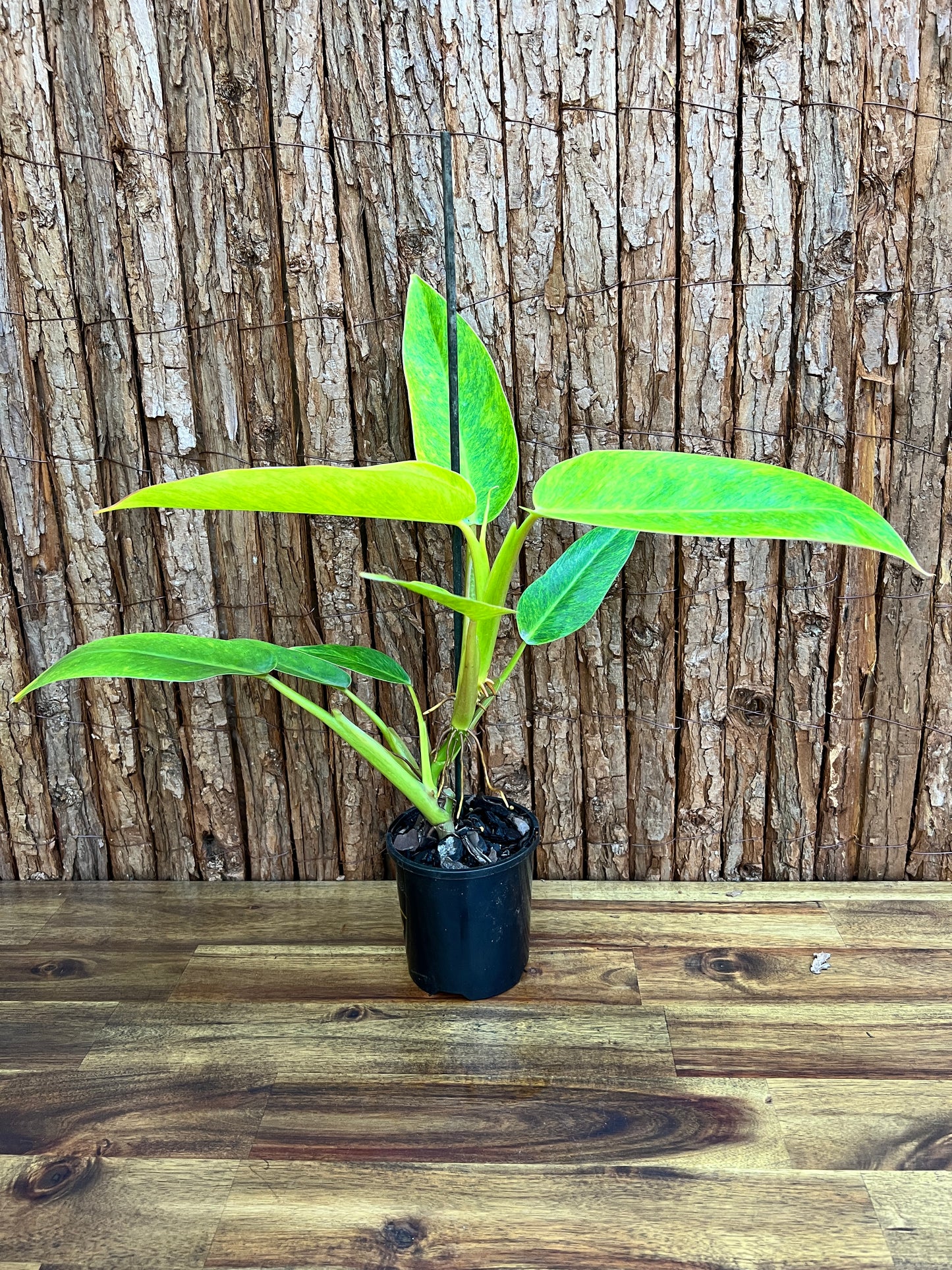 Philodendron Lemon Twist NONTC B156